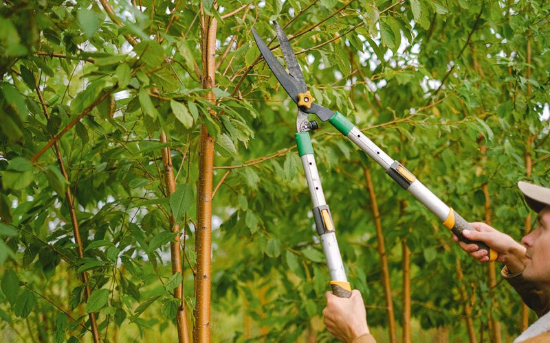Tree trimming in North Wilkesboro, NC